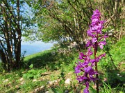 In LINZONE (1392 m) da Roncola il 9 maggio 2026 in solitaria ma incontrando tanti amici-FOTOGALLERY